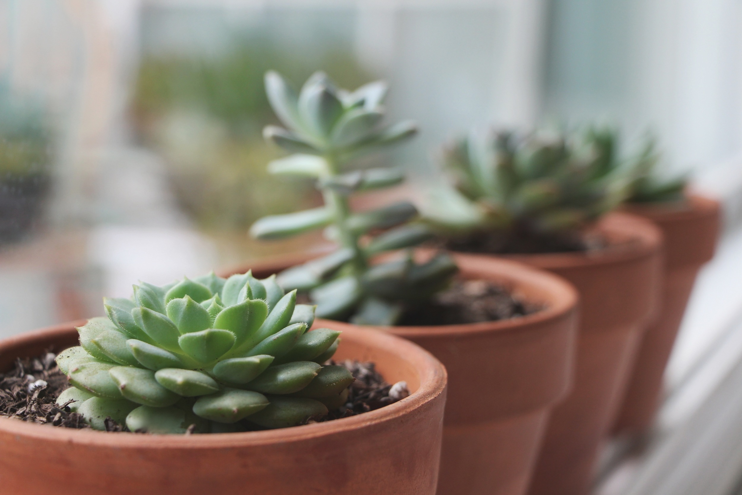 Tips for growing healthy succulents :: How to grow healthy succulents via Needles + Leaves